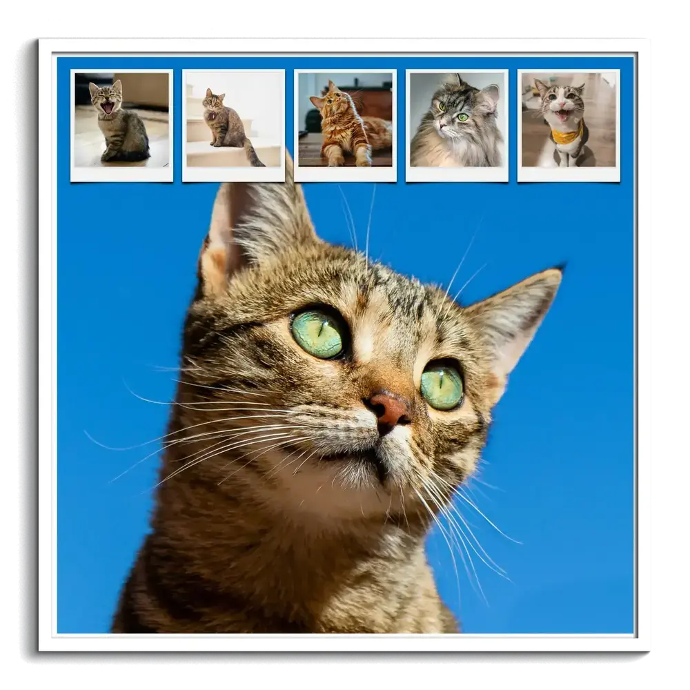 Pêle-mêle de chats dans un cadre blanc, avec un grand portrait sur fond bleu et cinq petites photos en haut