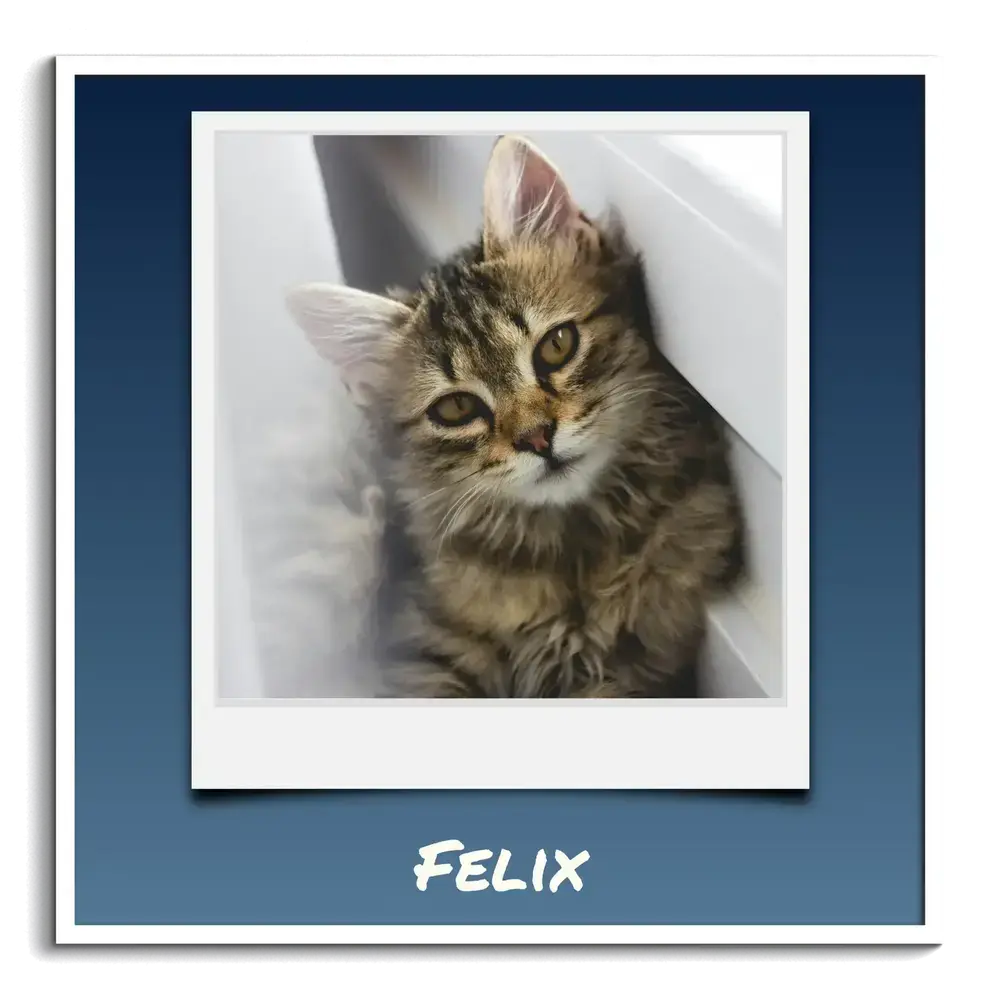 Affiche carrée avec photo de chaton façon Polaroid et prénom personnalisé sur fond bleu, dans un cadre blanc