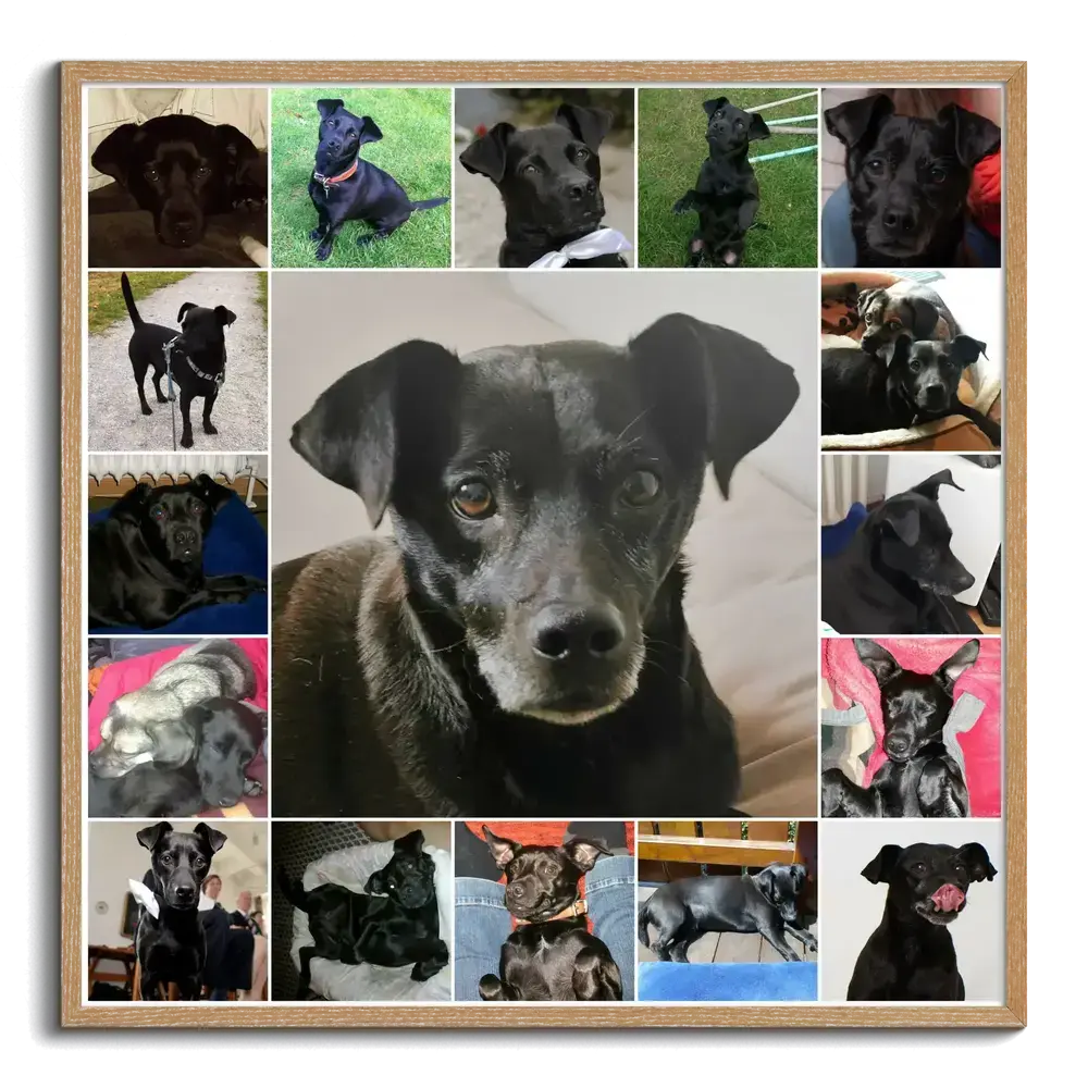 Fotocollage im Naturholzrahmen mit großem Porträt eines schwarzen Hundes in der Mitte und kleinen Fotos ringsum