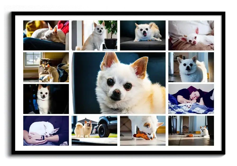 Fotocollage im Querformat mit großem Chihuahua-Porträt und kleinen Hundefotos, im schwarzen Rahmen mit weißem Rand