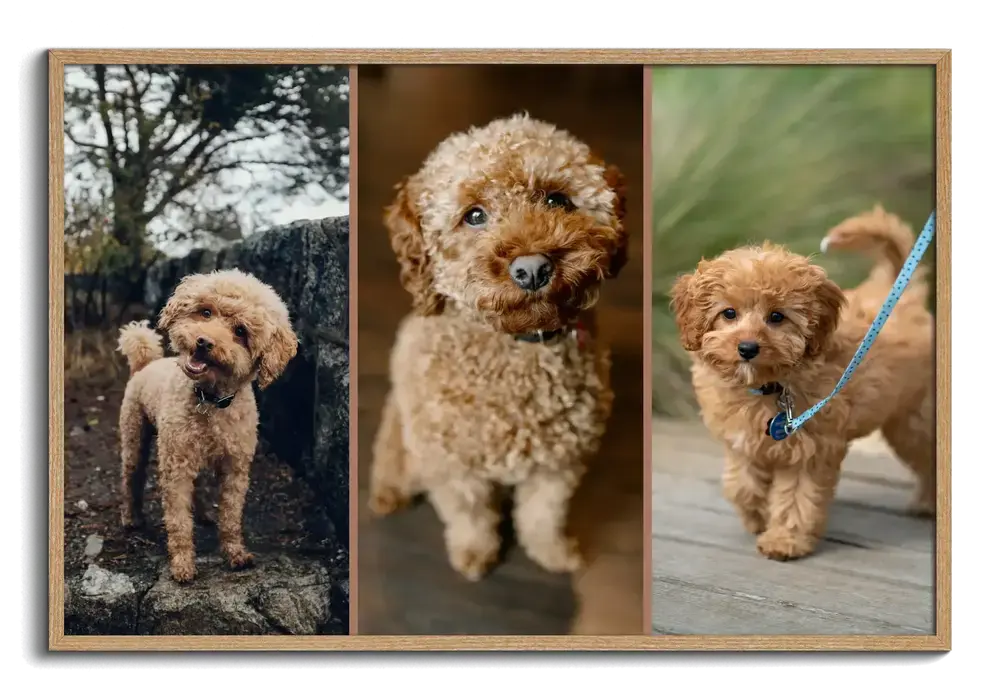 Hundefoto-Collage mit drei Pudelporträts nebeneinander im Naturholzrahmen, Geschenk für Hundefreunde