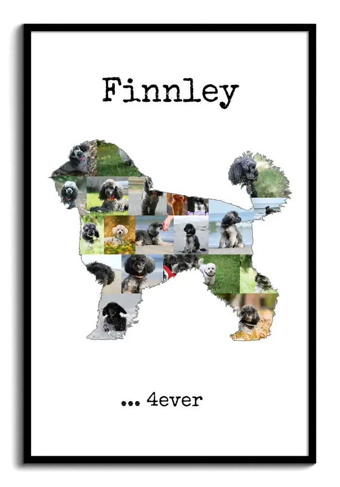 Fotocollage als stehender Zwergpudel mit Namen und Spruch im schwarzen Rahmen, persönliches Geschenk für Hundefreunde