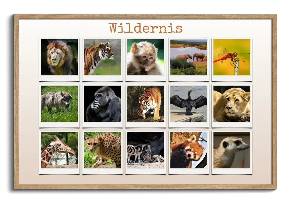 Fotocollage van 15 wilde dieren in polaroidstijl met een titel, in een naturel houten lijst
