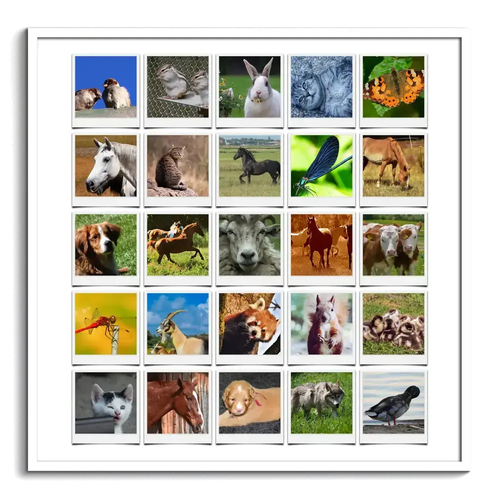 Dierenfotocollage met 25 foto's van paarden, huisdieren en wilde dieren in polaroidstijl, in een witte lijst