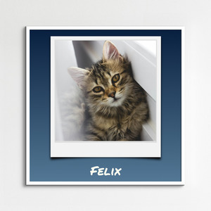 Collage photo Polaroid de votre chat - créez et personnalisez avec nom et texte Collage photo Polaroid de votre chat - créez et personnalisez avec nom et texte