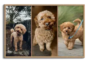 Maak jouw hondenfotocollage – hart, 3 scènes of vintage polaroids