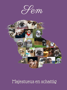 Mooie Shih Tzu Foto Collage voor Jouw Eigen Persoonlijke Herinnering