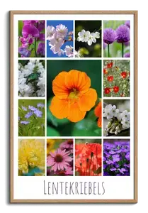 Ontwerp je bloemen-fotocollage – premium print: lente, rozen, zonnebloemen, tulpen