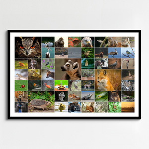 Créez un collage photo d'animaux sauvages & oiseaux - Poster, toile ou cadre premium