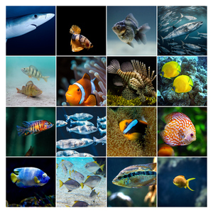 Unterwasser-Tierfoto-Collage online erstellen – deine Tauchmotive als Premium-Druck