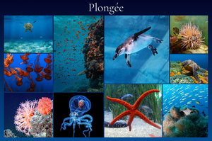 Collage photo animaux marins & plongée – créez et imprimez en qualité premium