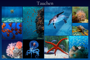 Unterwasser-Tierfoto-Collage online erstellen – deine Tauchmotive als Premium-Druck