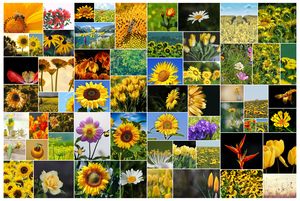 Fotocollage mit 61 Bildern in wilder Anordnung – Poster 50x75cm