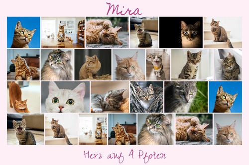 Katzen-Fotocollage jetzt gestalten - z.B. Herz auf 4 Pfoten, mit deinem Text