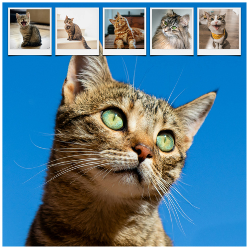 Katzen-Fotocollage jetzt gestalten - z.B. Herz auf 4 Pfoten, mit deinem Text