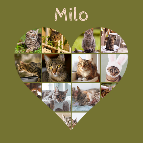 Maak nu je kattenfoto hart-collage - met eigen tekst of naam