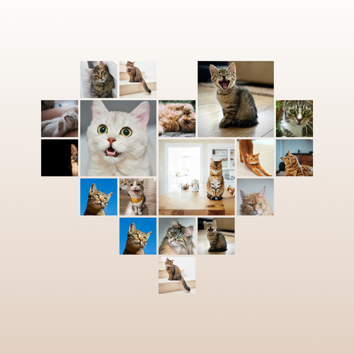 Maak nu je kattenfoto hart-collage - met eigen tekst of naam