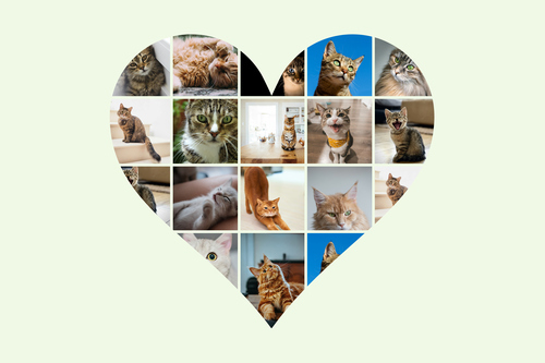 Maak nu je kattenfoto hart-collage - met eigen tekst of naam