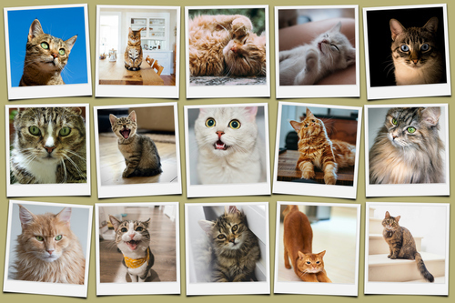 Polaroid collage van je kattenfoto's – maak nu met naam en eigen tekst