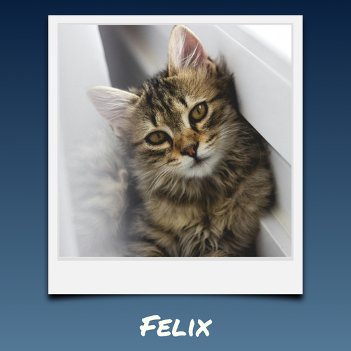Polaroid collage van je kattenfoto's – maak nu met naam en eigen tekst