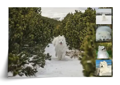Fotocollage hond met veel ontwerpmogelijkheden