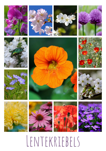 Ontwerp je bloemen-fotocollage – premium print: lente, rozen, zonnebloemen, tulpen