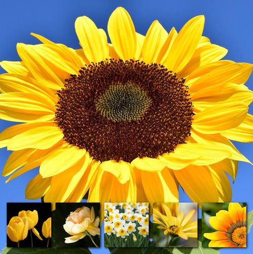 Ontwerp je bloemen-fotocollage – premium print: lente, rozen, zonnebloemen, tulpen