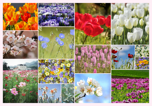 Ontwerp je bloemen-fotocollage – premium print: lente, rozen, zonnebloemen, tulpen