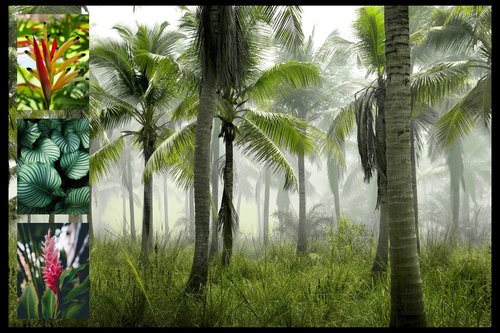 Collage photo Nature tropicale - créez votre impression premium: palmiers, plage, jungle