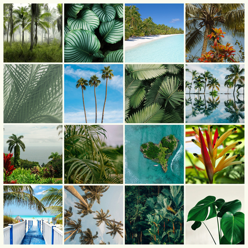 Collage photo Nature tropicale - créez votre impression premium: palmiers, plage, jungle