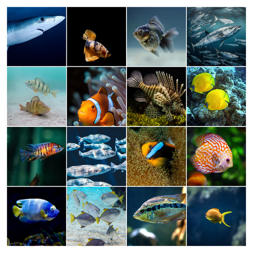 Collage photo animaux marins & plongée – créez et imprimez en qualité premium