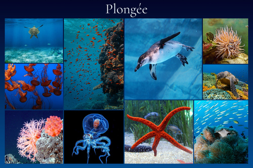 Collage photo animaux marins & plongée – créez et imprimez en qualité premium