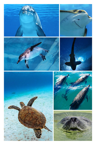 Collage photo animaux marins & plongée – créez et imprimez en qualité premium