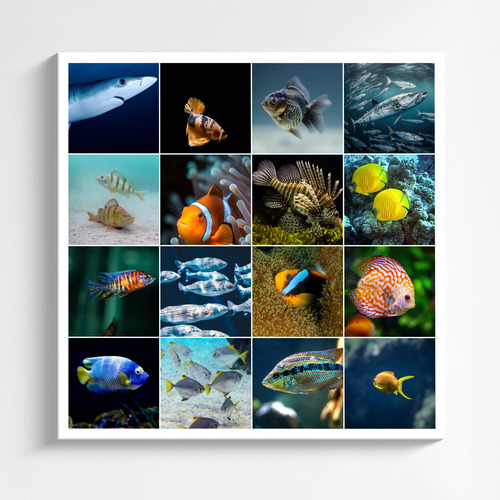 Collage photo animaux marins & plongée – créez et imprimez en qualité premium