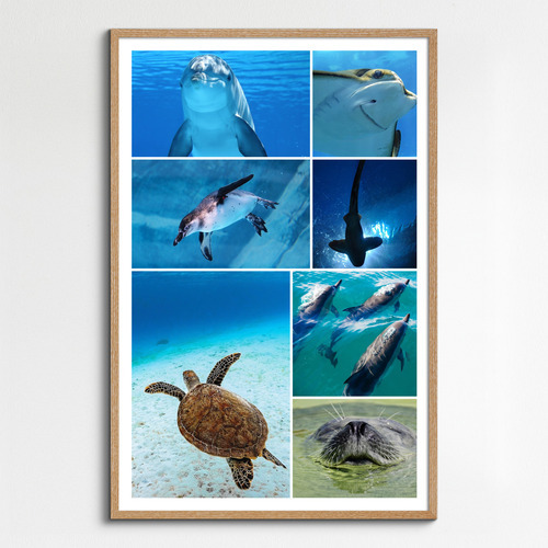 Collage photo animaux marins & plongée – créez et imprimez en qualité premium