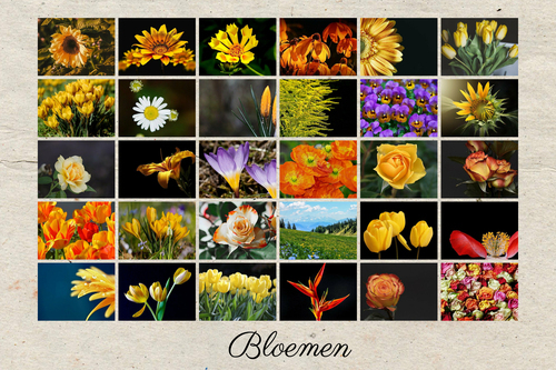 Creëer je eigen bloemencollage poster als persoonlijk cadeau!