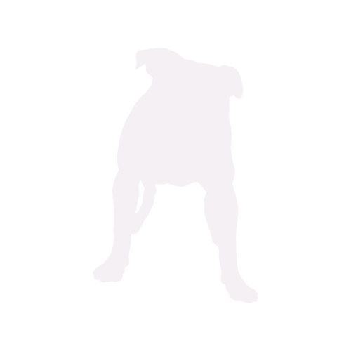 Hundesilhouette American Bully stehend