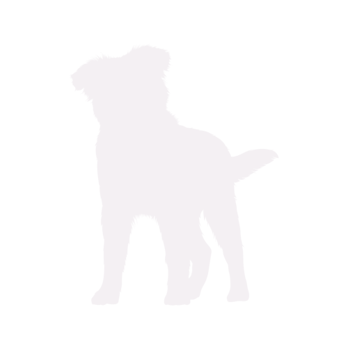 Hundesilhouette Australian Shepherd stehend
