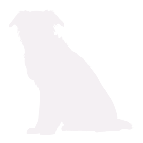 Hundesilhouette Border Collie sitzend