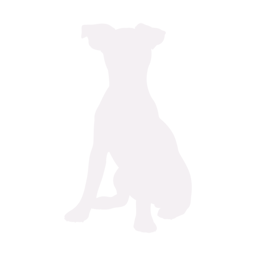 Hundesilhouette Jack Russell Terrier sitzend