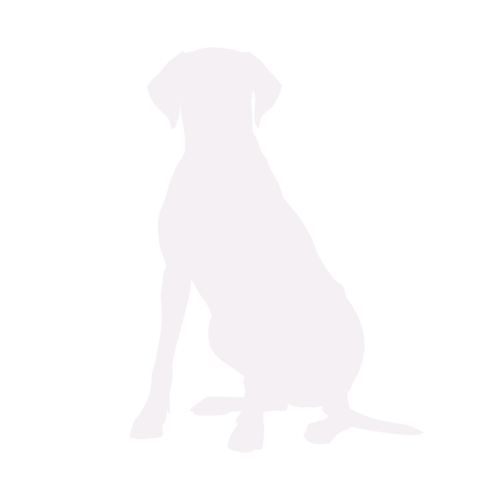 Hundesilhouette Rhodesian Ridgeback sitzend