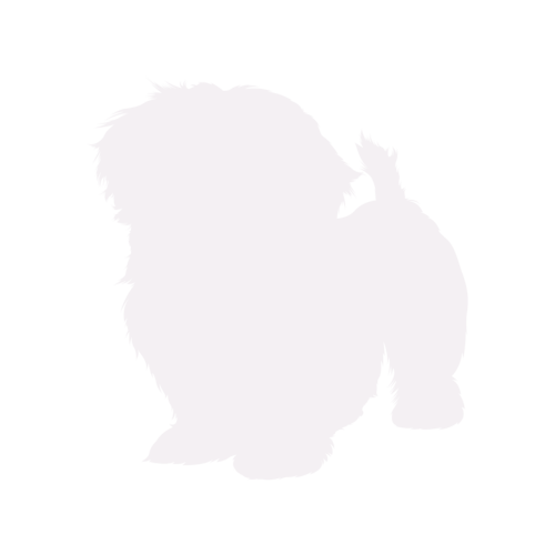 Hundesilhouette Shih Tzu stehend