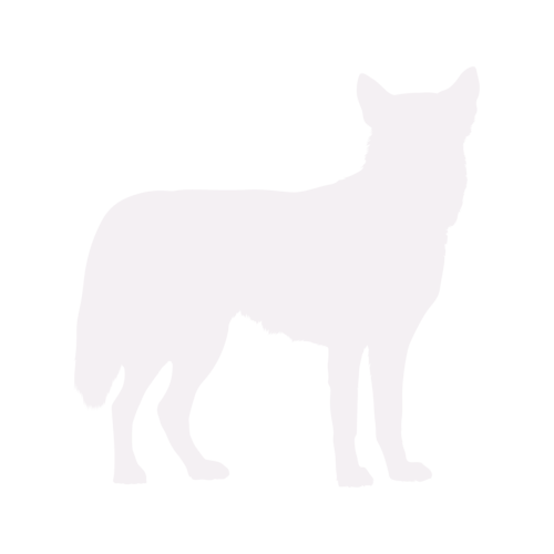 Hundesilhouette Siberian Husky stehend