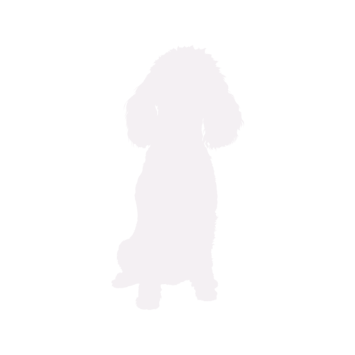 Hundesilhouette Zwergpudel sitzend