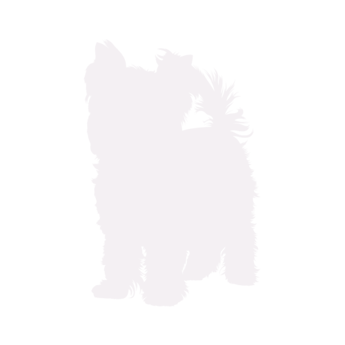 Hundesilhouette Yorkshire Terrier stehend